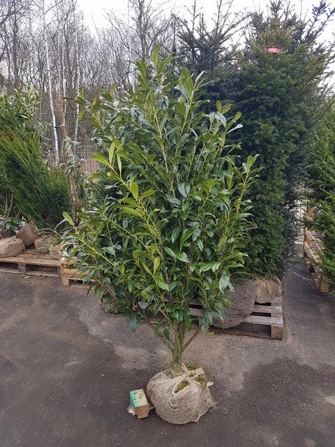Kirschlorbeer - Kirschlorbeer Caucasica 140-160 cm Höhe Ballenware - Heckenpflanzen Thelen