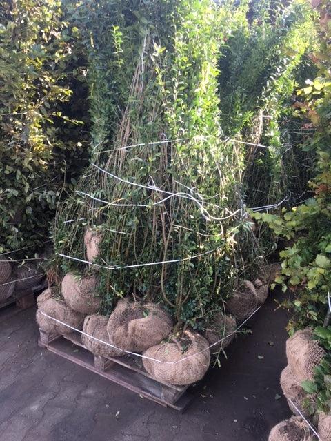 Liguster Ligustrum vulgare Atrovirens Höhe 125-150 cm Ballenware