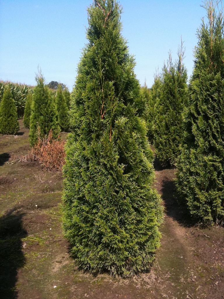 Lebensbaum Thuja occidentalis Smaragd 160-180 cm Höhe Ballenware - Heckenpflanzen Thelen