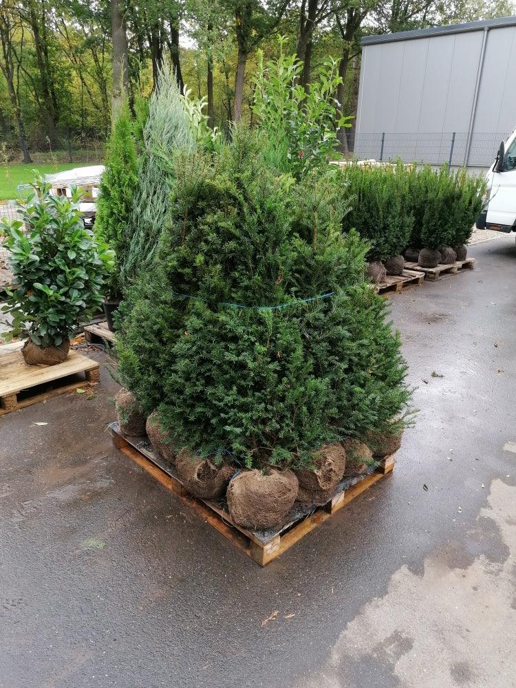 Heimische Eibe - Taxus baccata 120-140 cm Höhe - Heckenpflanzen Thelen