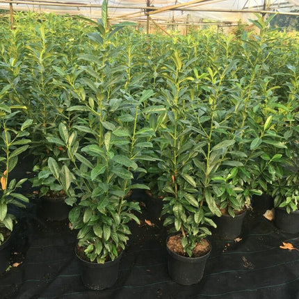 Kirschlorbeer Genolia 100-120 cm Höhe Topfware