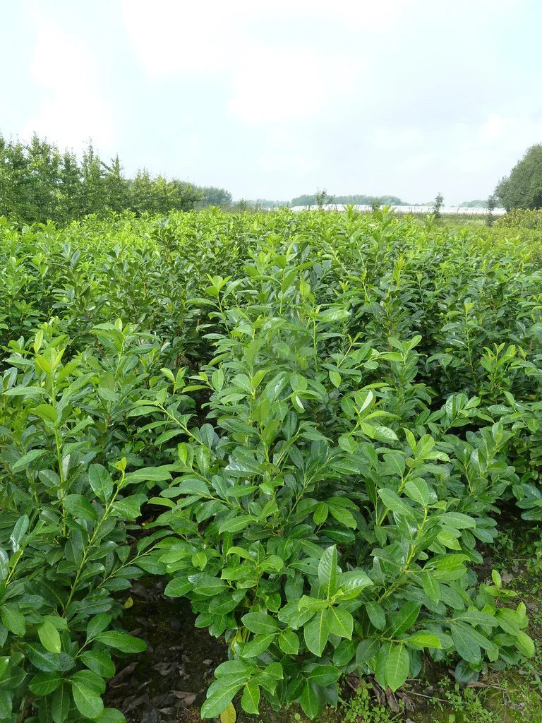 Kirschlorbeer Rotundifolia 80-100 cm Höhe Ballenware - Heckenpflanzen Thelen