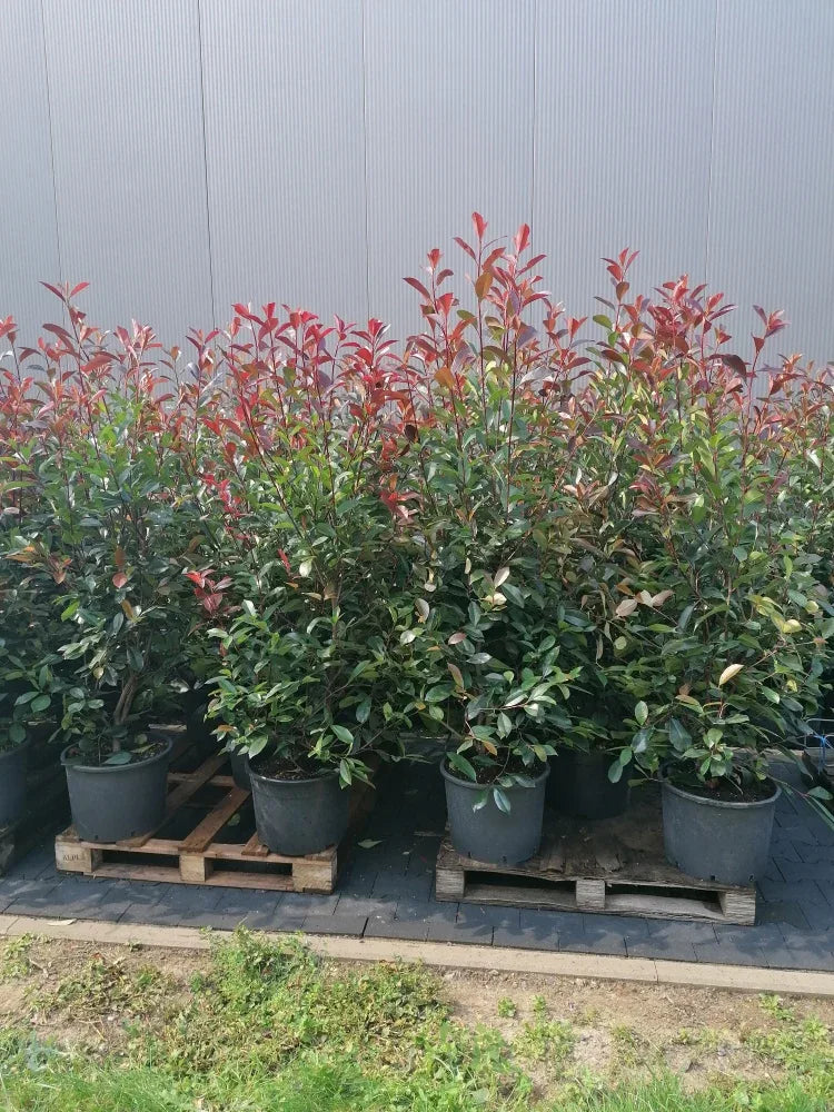 Glanzmispel Red Robin 150-175 cm Höhe Topfware - Heckenpflanzen Thelen