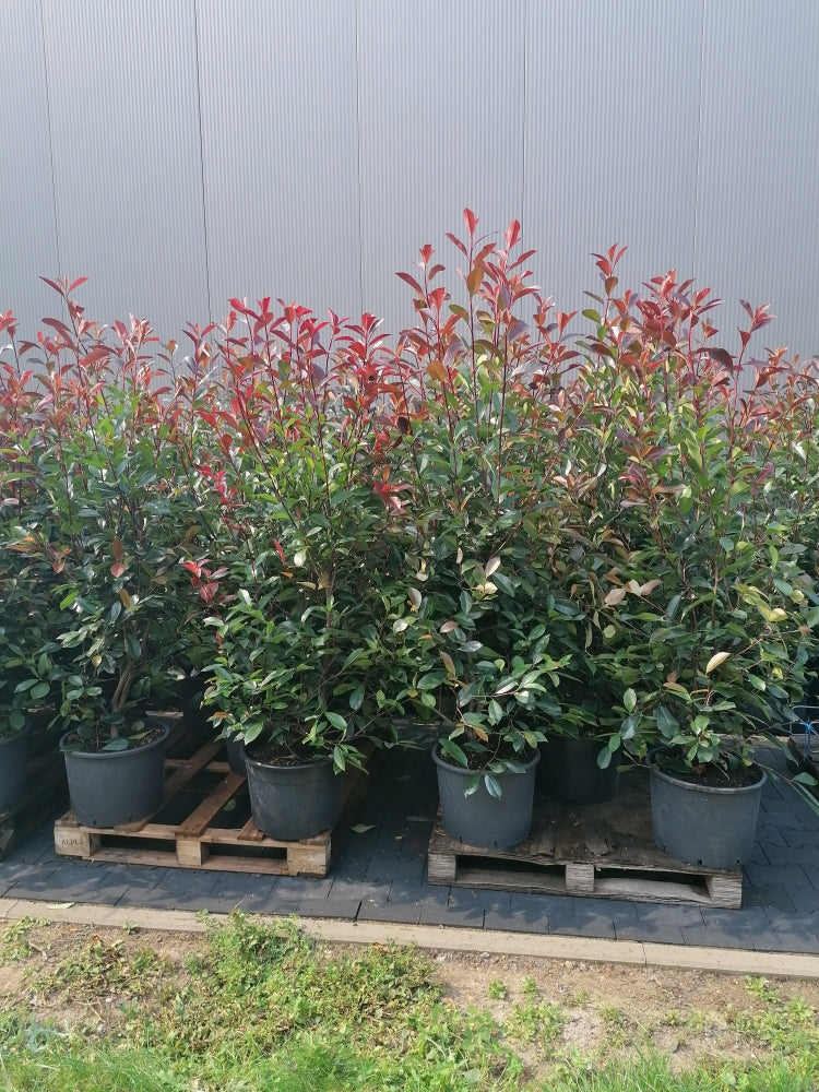 Glanzmispel Red Robin 125-150 cm Höhe Topfware