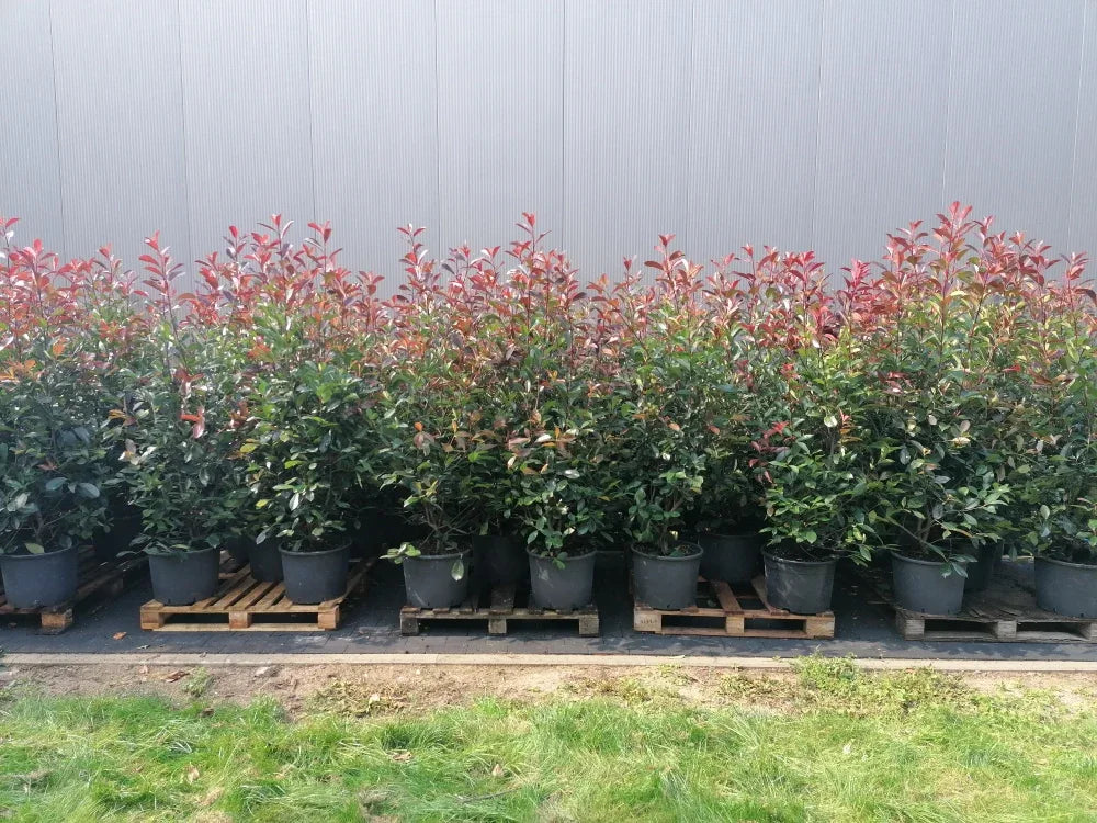 Glanzmispel Red Robin 150-175 cm Höhe Topfware - Heckenpflanzen Thelen