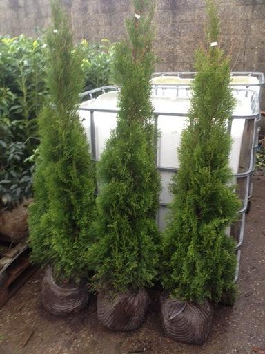 Lebensbaum Thuja occidentalis Smaragd 120-140 cm Höhe Ballenware