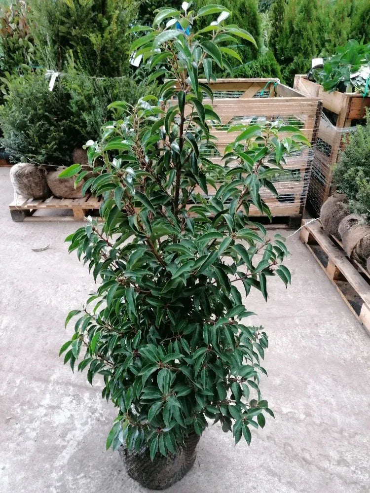 Portugiesischer Kirschlorbeer Angustifolia Höhe 100-120 cm Ballenware