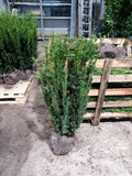 Taxus media Hillii - Bechereibe 60-80cm Höhe