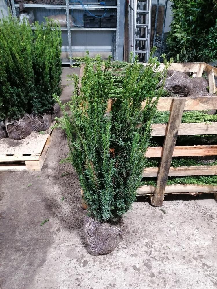 Taxus media Hillii