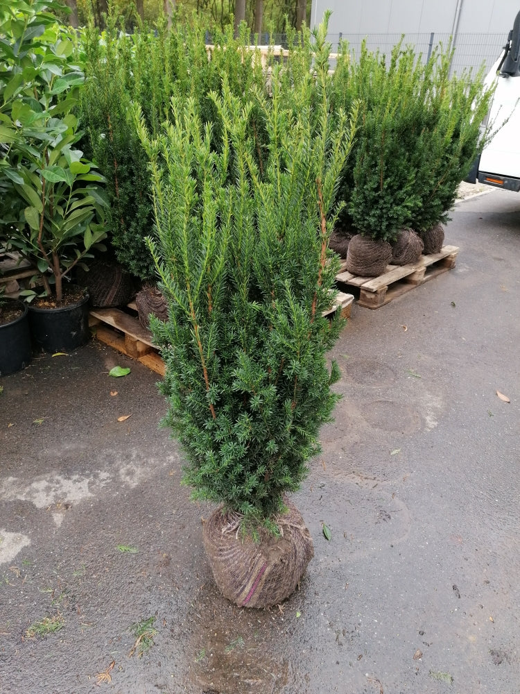 Taxus media Hillii - Bechereibe 100-120cm Höhe
