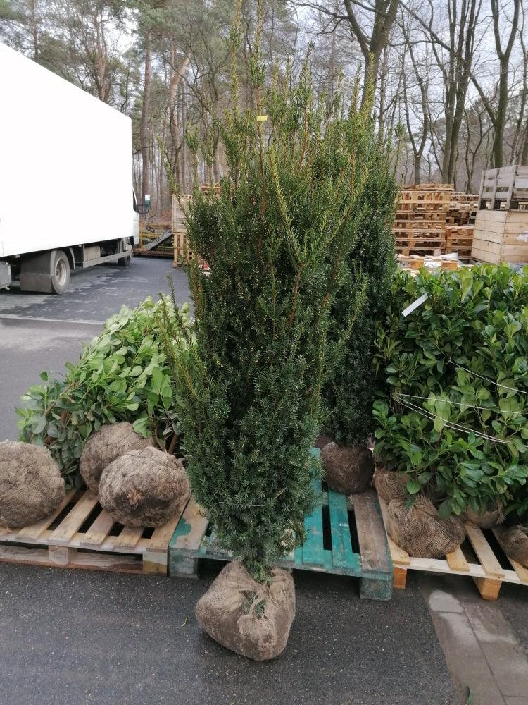 Taxus media Hillii - Bechereibe 120-140cm Hhe