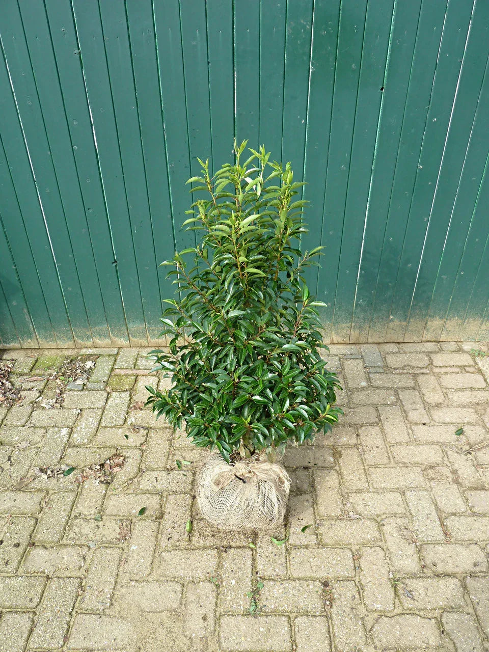 Portugiesischer Kirschlorbeer Angustifolia Höhe 80-100 cm Ballenware - Heckenpflanzen Thelen