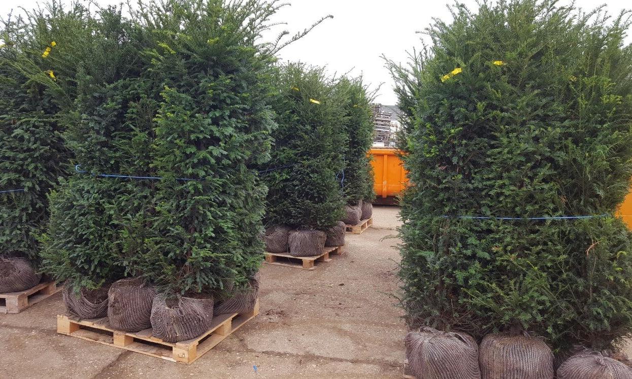 Heimische Eibe - Taxus baccata 200-220 cm Höhe - Heckenpflanzen Thelen