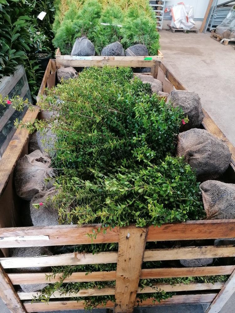 Buchsblättrige Japanische Hülse - Ilex crenata Caroline Upright Höhe 50-60 cm - Heckenpflanzen Thelen