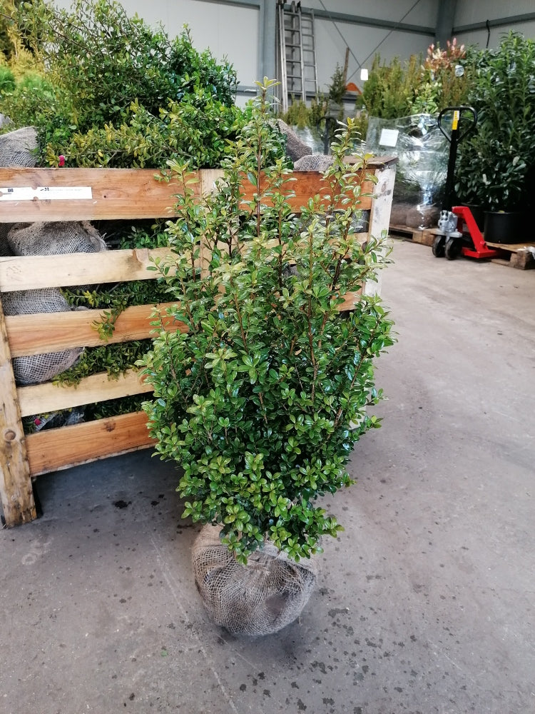 Buchsblättrige Japanische Hülse - Ilex crenata Caroline Upright Höhe 50-60 cm