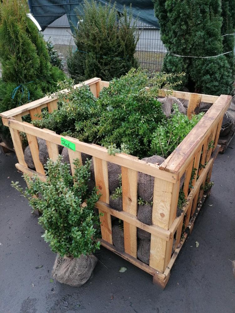 Buchsblättrige Japanische Hülse - Ilex crenata Caroline Upright Höhe 60-80 cm - Heckenpflanzen Thelen