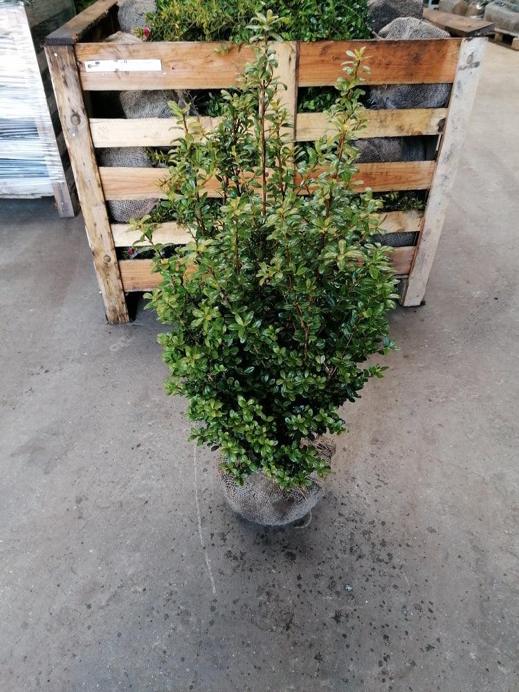 Buchsblättrige Japanische Hülse - Ilex crenata Caroline Upright Höhe 60-80 cm - Heckenpflanzen Thelen