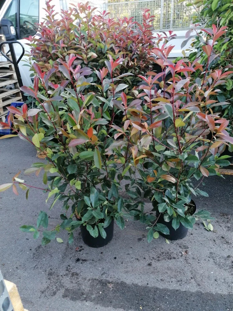 Glanzmispel Red Robin 80-100 cm Höhe Topfware - Heckenpflanzen Thelen