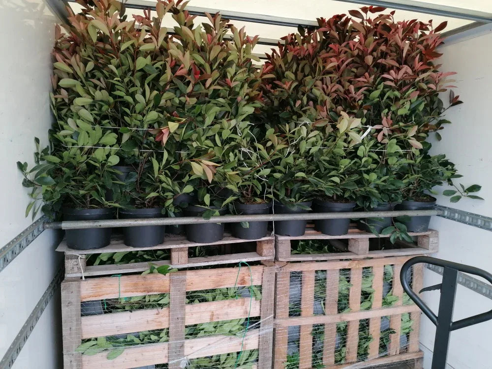 Glanzmispel Red Robin 80-100 cm Höhe Topfware - Heckenpflanzen Thelen