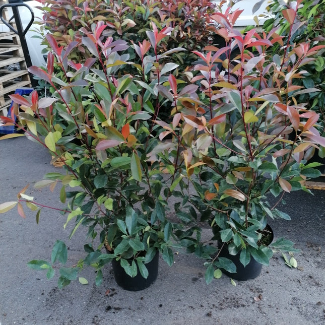 Glanzmispel Red Robin 60-80 cm Höhe Topfware