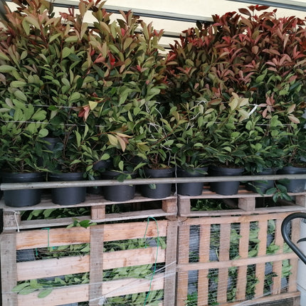 Glanzmispel Red Robin 60-80 cm Höhe Topfware