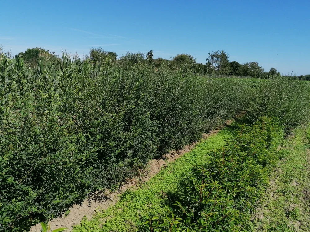 Liguster Ligustrum vulgare Atrovirens Höhe 150-175 cm Ballenware - Heckenpflanzen Thelen