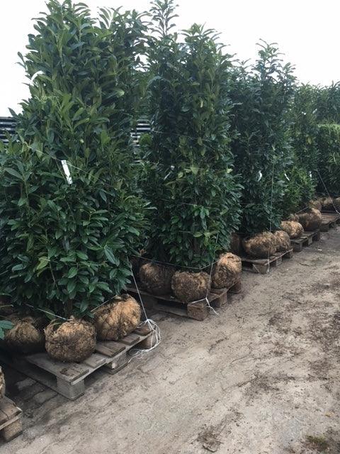 Kirschlorbeer Genolia 200-220 cm Höhe Ballenware - Heckenpflanzen Thelen