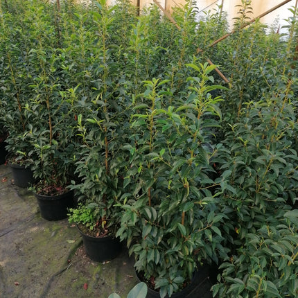Portugiesischer Kirschlorbeer Angustifolia Höhe 100-120 cm Topfware