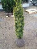 Taxus baccata 'David' - Goldgelbe Säuleneibe David 60-80 cm Höhe