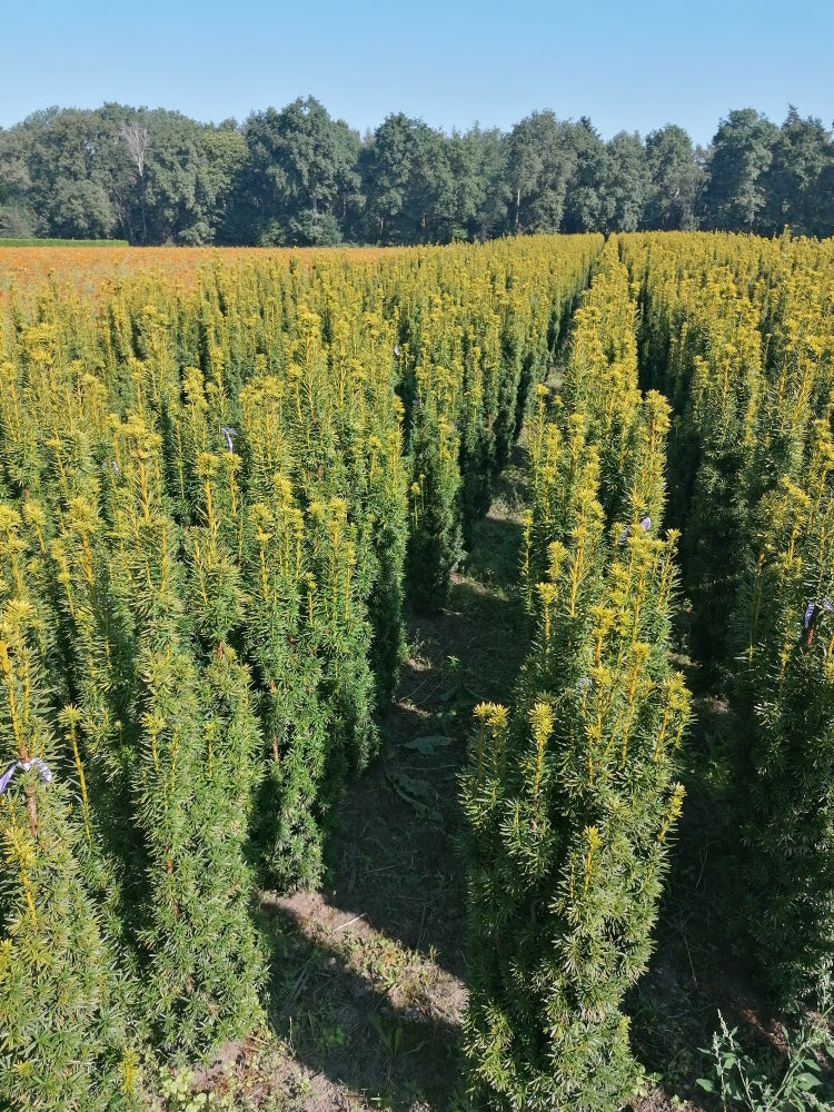 Taxus baccata 'David' - Goldgelbe Säuleneibe David 60-80 cm Höhe