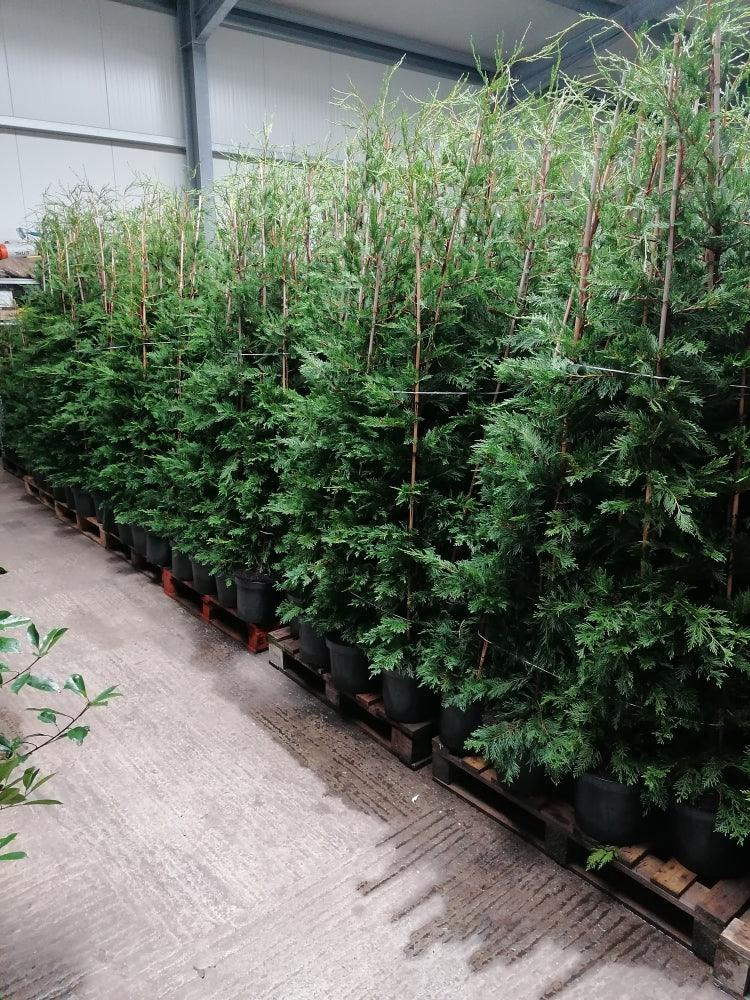 Leyland Zypresse / Bastardzypresse 175-200 cm Höhe Topfware - Heckenpflanzen Thelen