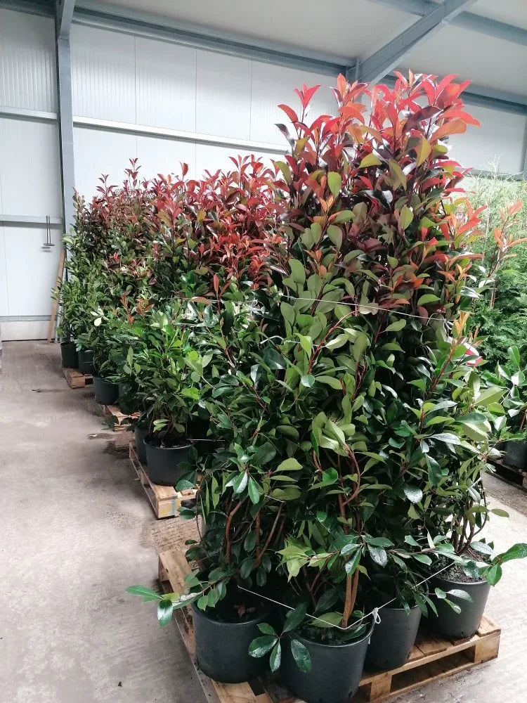 Glanzmispel Red Robin 150-175 cm Höhe Topfware - Heckenpflanzen Thelen