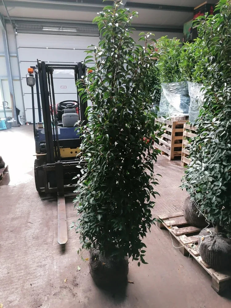 Portugiesischer Kirschlorbeer Angustifolia Höhe 160-180 cm Ballenware - Heckenpflanzen Thelen