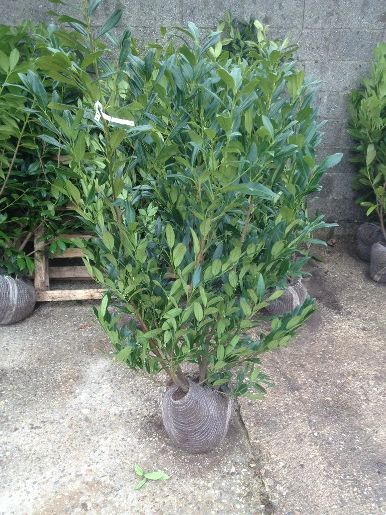 Kirschlorbeer Herbergii 80-100 cm Höhe Ballenware - Heckenpflanzen Thelen