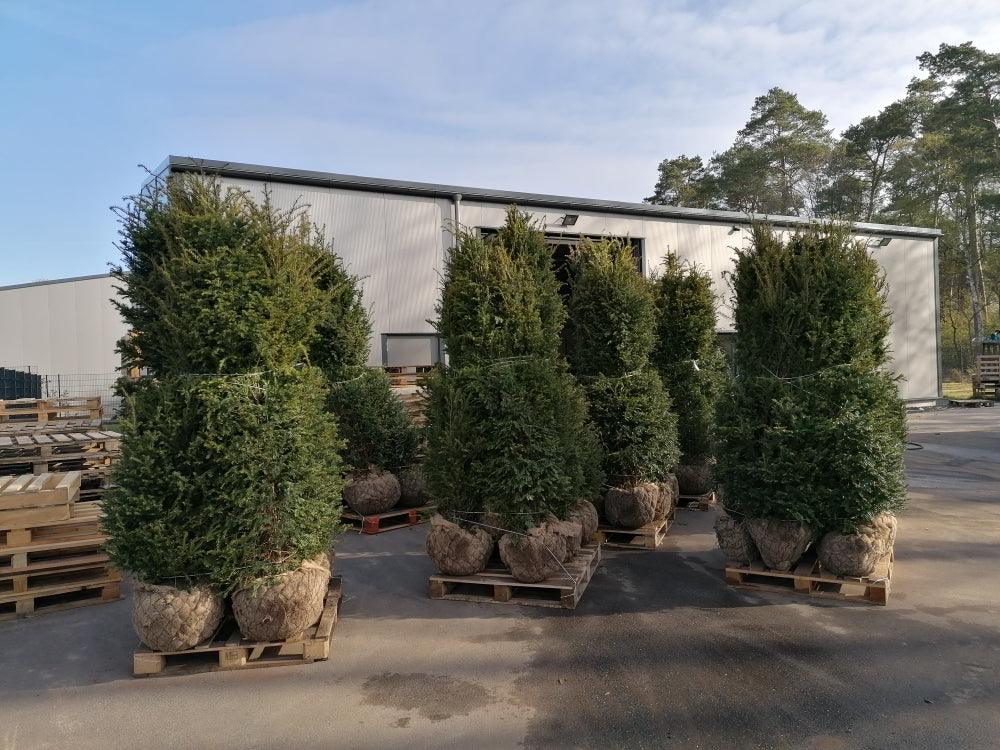 Heimische Eibe - Taxus baccata 220-240 cm Höhe - Heckenpflanzen Thelen