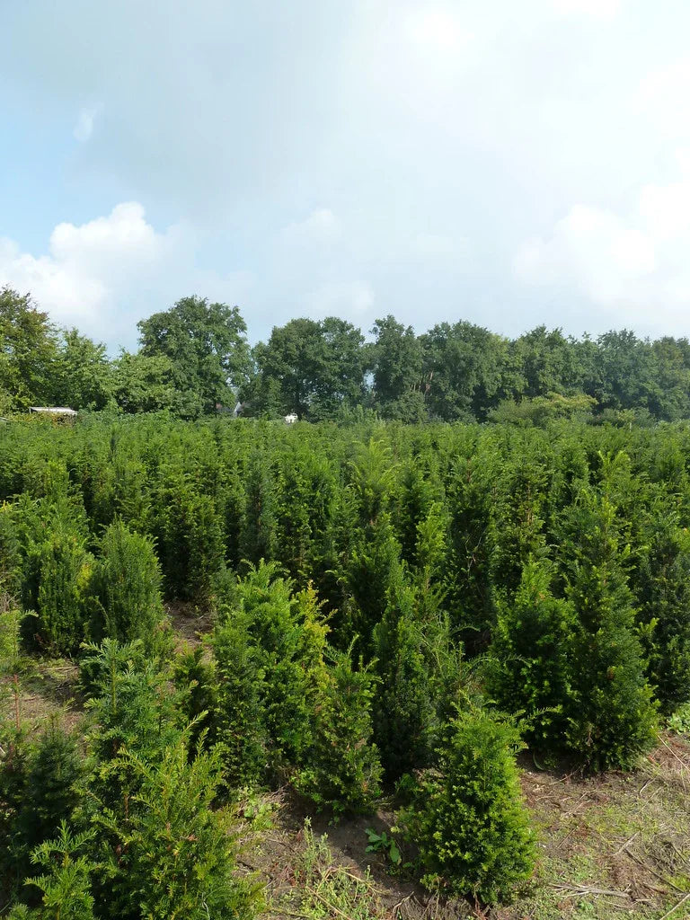 Heimische Eibe - Taxus baccata 80-100 cm Höhe - Heckenpflanzen Thelen
