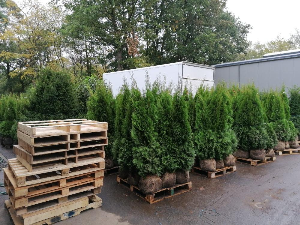 Lebensbaum Thuja occidentalis Smaragd 140-160 cm Höhe Ballenware - Heckenpflanzen Thelen