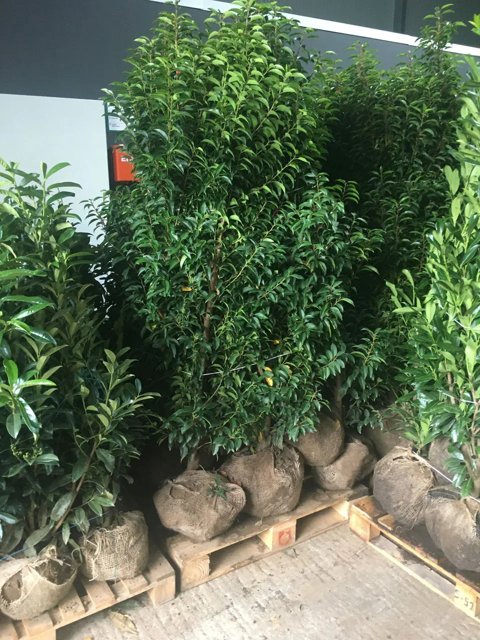 Portugiesischer Kirschlorbeer Angustifolia Höhe 200-220 cm Ballenware - Heckenpflanzen Thelen