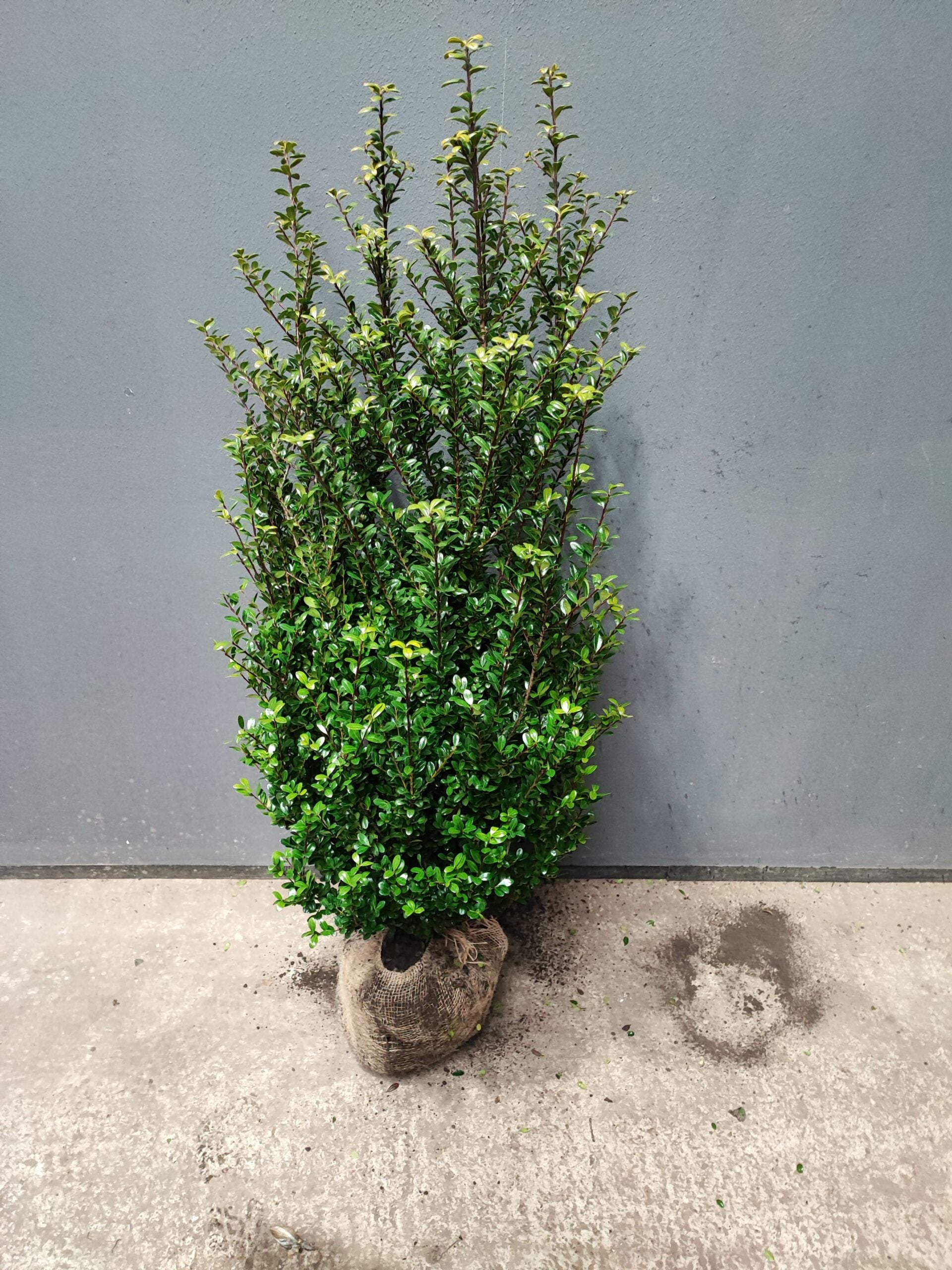 Buchsblättrige Japanische Hülse - Ilex crenata Caroline Upright Höhe 100-120 cm