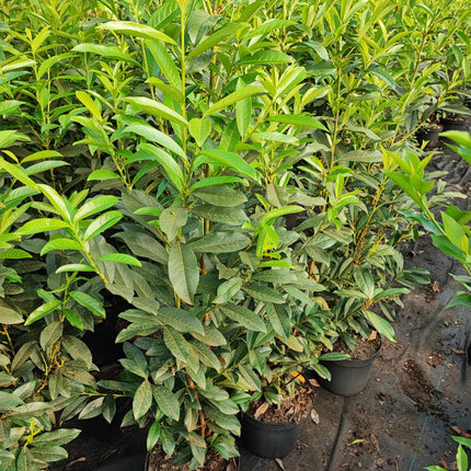 Kirschlorbeer Genolia 120-140 cm Höhe Topfware