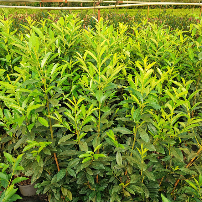 Kirschlorbeer Genolia 120-140 cm Höhe Topfware