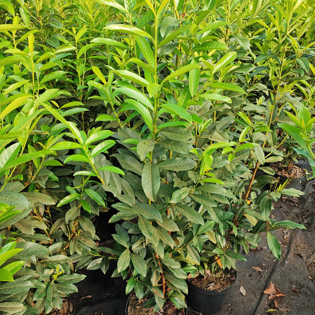 Kirschlorbeer Genolia 120-140 cm Höhe Topfware