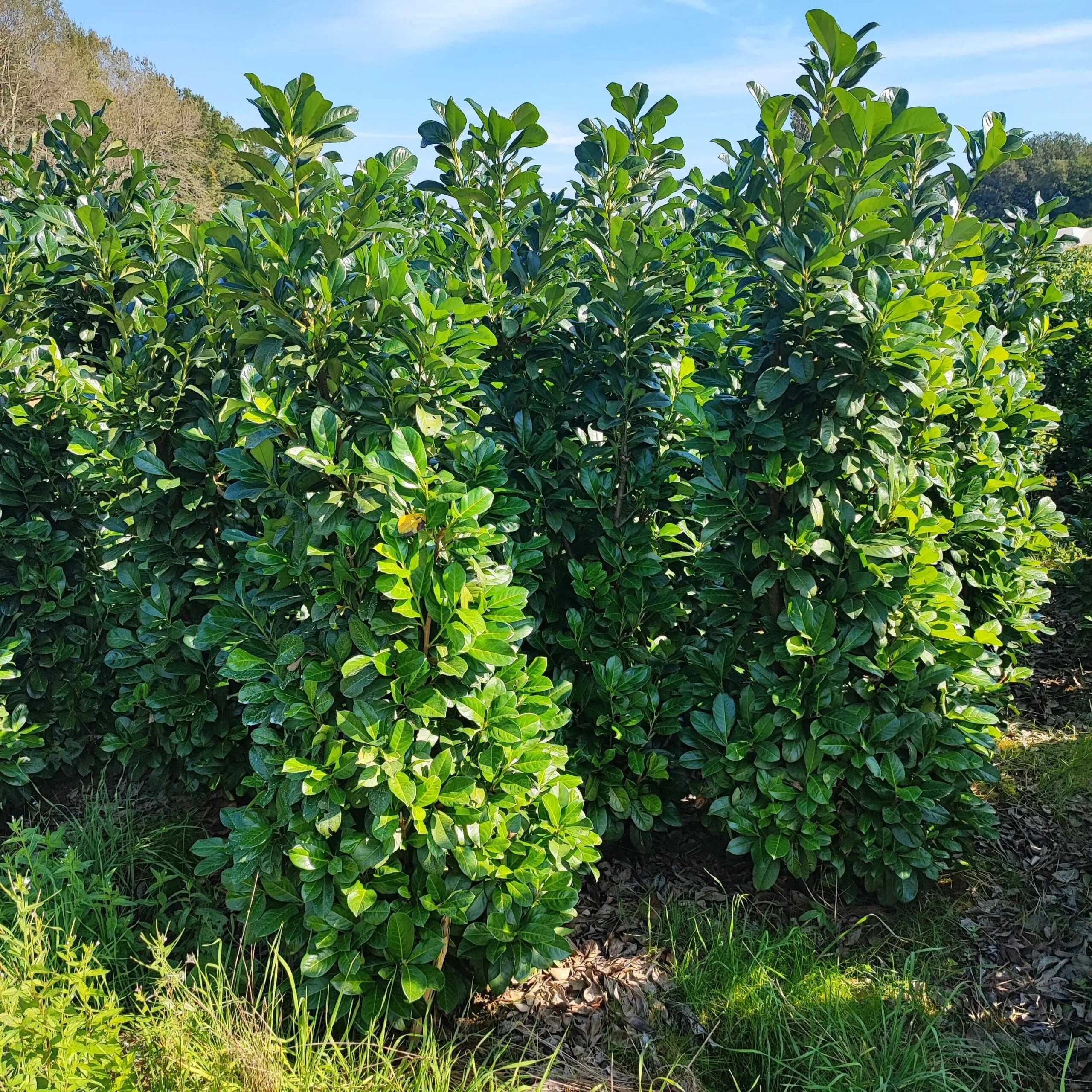 Kirschlorbeer Etna 150-175 cm Höhe