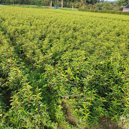 Portugiesischer Kirschlorbeer Angustifolia Höhe 60-80 cm Ballenware