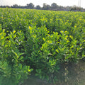 Kirschlorbeer Rotundifolia 60-80 cm Höhe Ballenware