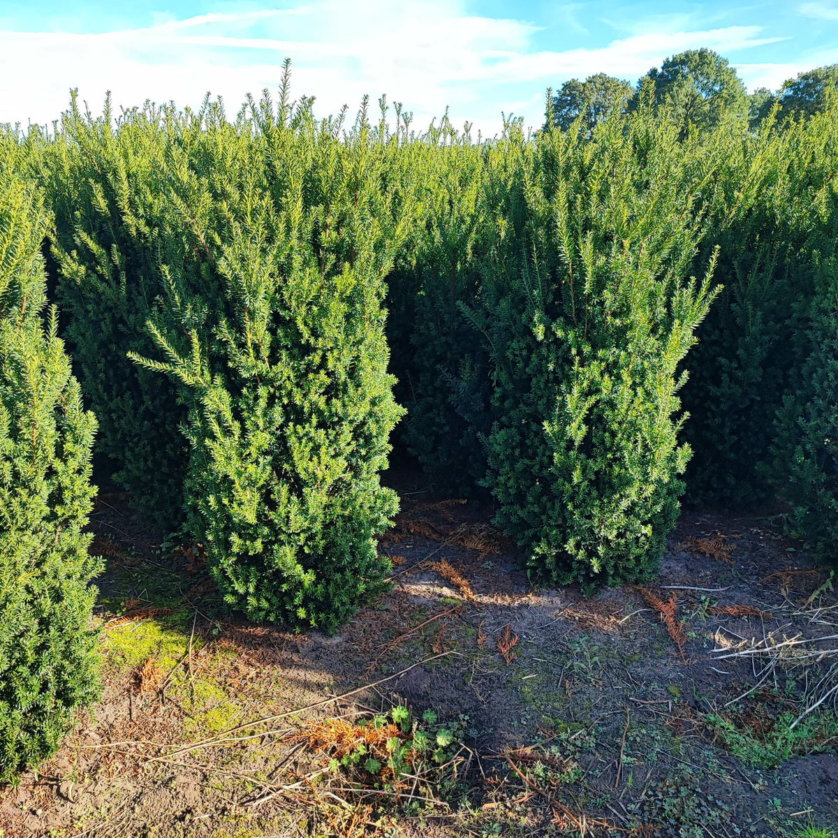 Taxus media Hillii - Bechereibe 180-200cm Höhe