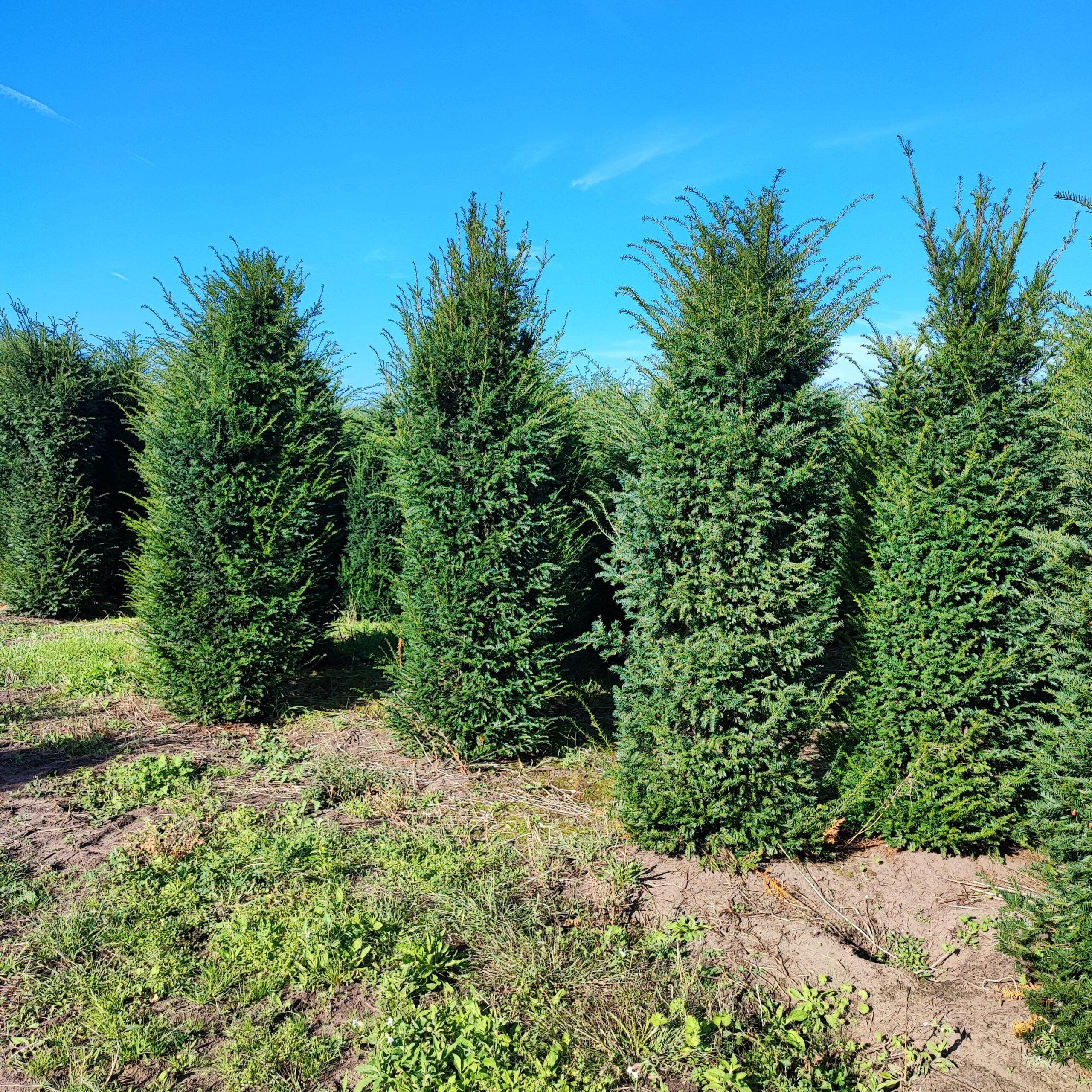 Heimische Eibe - Taxus baccata 240-260 cm Höhe - Heckenpflanzen Thelen