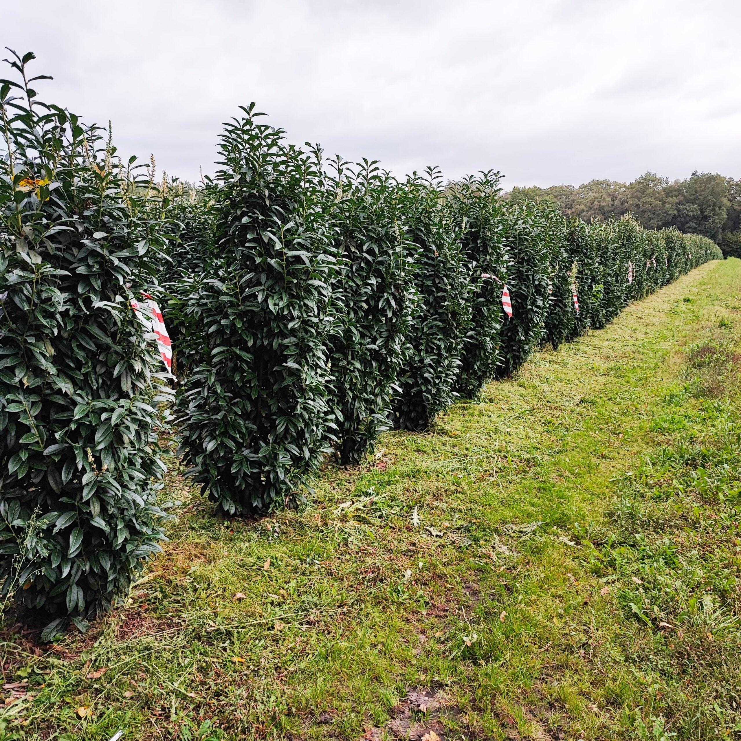 Kirschlorbeer Genolia 200-220 cm Höhe Ballenware - Heckenpflanzen Thelen