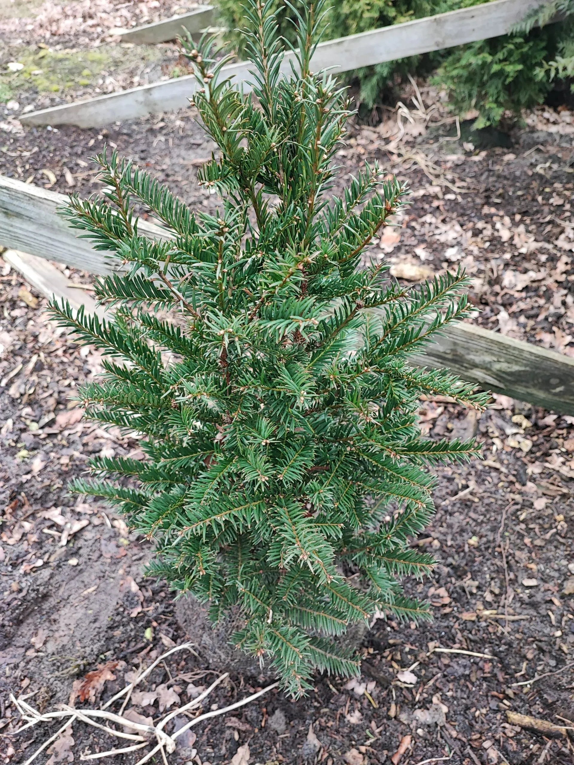 Taxus baccata - Eibe 40-60 cm Höhe - Heckenpflanzen Thelen