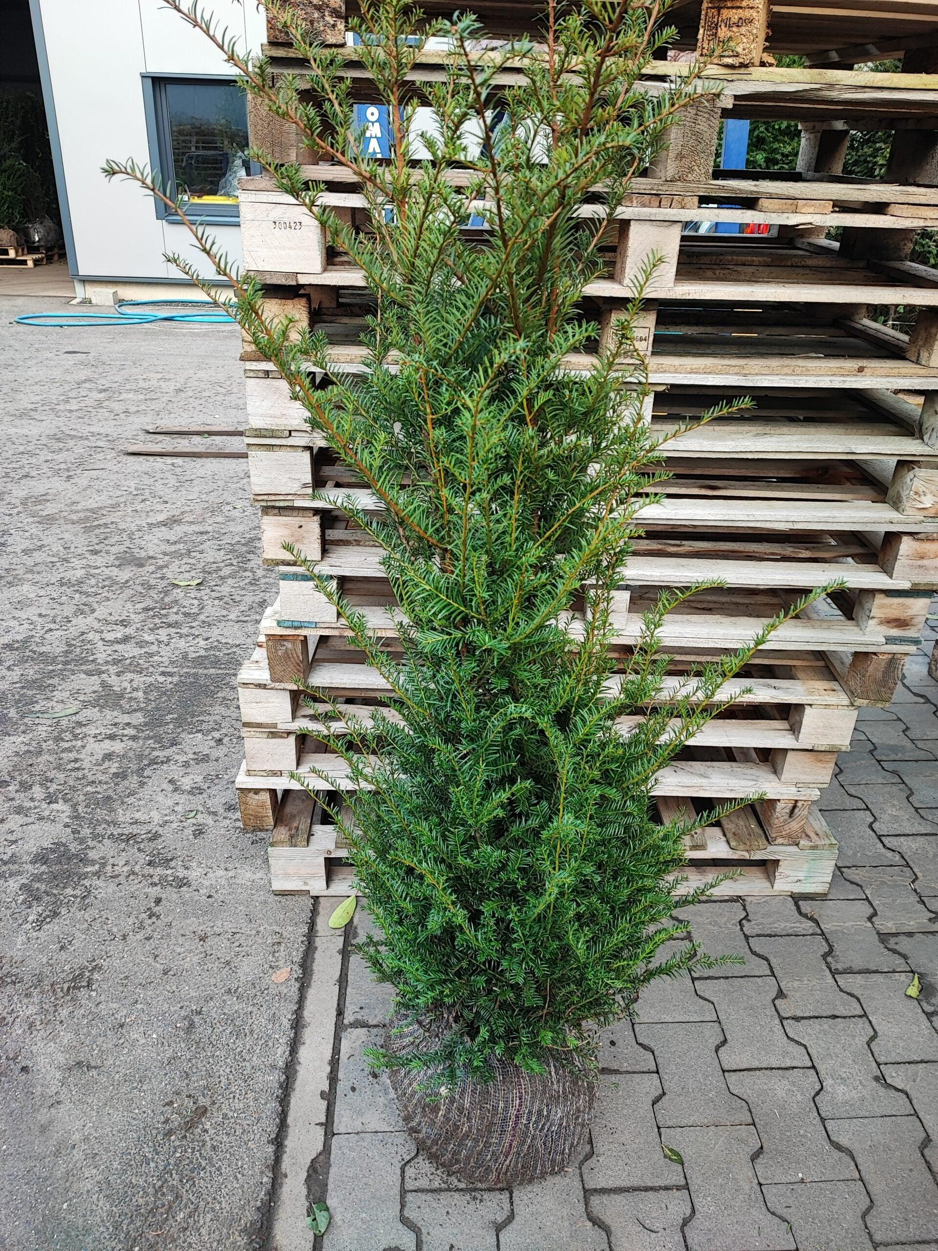 Heimische Eibe - Taxus baccata 120-140 cm Höhe - Heckenpflanzen Thelen